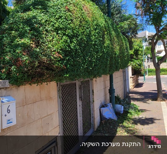 שיחים גזומים לאורך שביל עם עצים